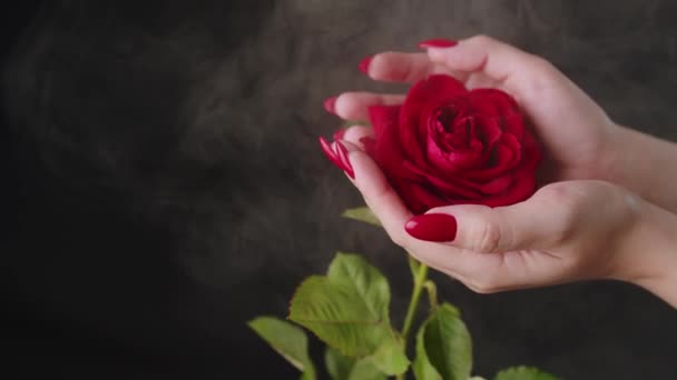 Erntefrau mit roten Nägeln und Rosenblüte. Hohe Ernte weiblich mit zarter Rosenknospe in den Händen mit rotem Nagellack im Studio mit Rauch auf schwarzem Hintergrund — Stockvideo