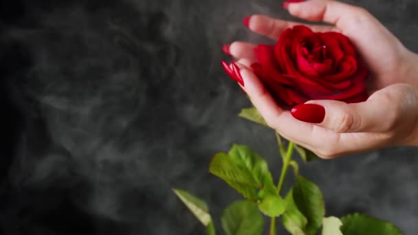 Növényi nő vörös körmökkel és rózsa virággal. Magas szögben termés nő gyengéd rózsabimbó a kezében piros körömlakk stúdióban füst fekete háttér — Stock videók