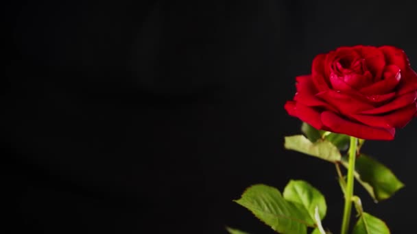 Světle červená růže v tmavé místnosti. Z výše červené růže se zelenými listy a červenými okvětními lístky na černém pozadí — Stock video