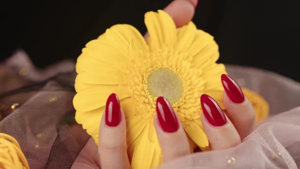 De cima da colheita mulheres anônimas com manicure vermelho na moda mantém em suas mãos amarelo brilhante Gerbera flor no quarto escuro — Vídeo de Stock