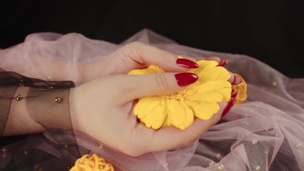 Dall'alto del raccolto donne anonime con tendenza manicure rossa tiene tra le mani giallo brillante Gerbera fiore in camera scura — Video Stock