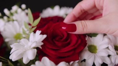Kadınların eli Rose 'a dokunuyor. Dişi el, çiçek yapraklarını okşuyor. Kapat..
