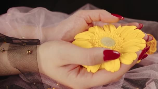 De cima da colheita mulheres anônimas com manicure vermelho na moda mantém em suas mãos amarelo brilhante Gerbera flor no quarto escuro — Vídeo de Stock