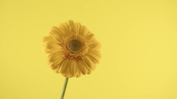 Piękny kwiat Gerbery. Jeden żółty kwiat na żółtym tle. — Wideo stockowe