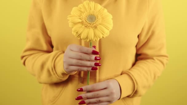 Parte del cuerpo de la mujer con flor amarilla. Cultivo irreconocible persona con manicura roja que sostiene gerberas sobre fondo amarillo. — Vídeos de Stock