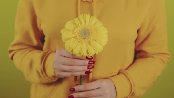 Parte do corpo da mulher com flor amarela. Colheita pessoa irreconhecível com manicure vermelho segurando gerbera no fundo amarelo. — Vídeo de Stock