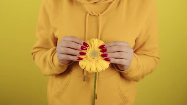 Parte del corpo della donna con fiore giallo. Ritaglio persona irriconoscibile con manicure rossa che tiene gerbera su sfondo giallo. — Video Stock