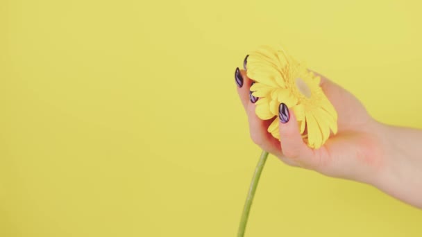 Adult womans hand with yellow flower. Crop unrecognizable person with manicure holding gerbera on yellow background. — Stock Video