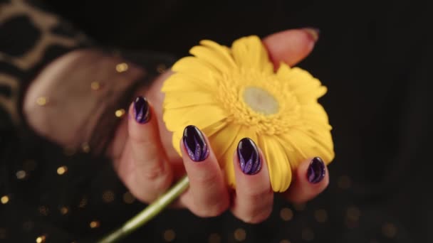 Mão de mulheres adultas com manicure roxo no fundo preto. Cortar pessoa irreconhecível com design em unhas segurando flor amarela. — Vídeo de Stock