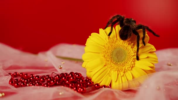 Μεγάλη αράχνη με κίτρινο λουλούδι. Σάγκι ταραντούλα στο λουλούδι ζέρμπερα. Κλείσε.. — Αρχείο Βίντεο