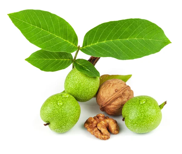 The fruit of green and mature walnut — Stock Photo, Image