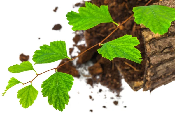 Young tree branch with ground — Stock Photo, Image