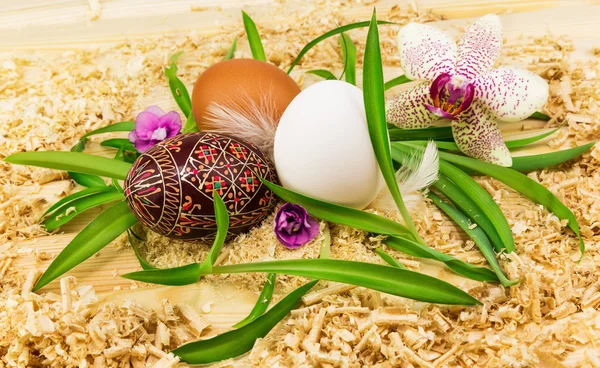 Ovos de Páscoa com orquídea — Fotografia de Stock