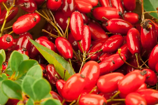 Branches of barberries — Stock Photo, Image