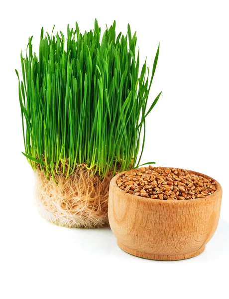 Wheat sprouts and wheat seeds in the wooden bowl — Stock Photo, Image