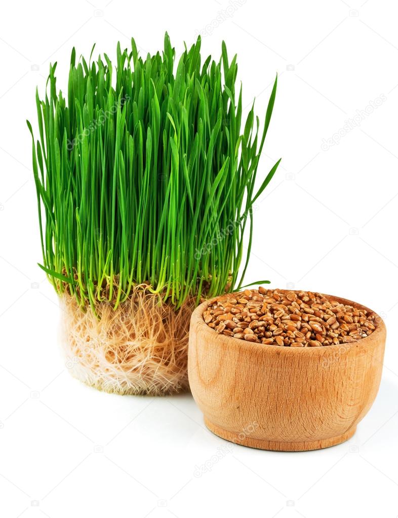 Wheat sprouts and wheat seeds in the wooden bowl