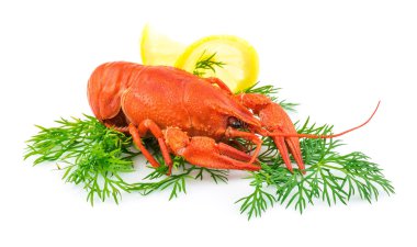 Kırmızı pişmiş ıstakoz dereotu ve limon ile