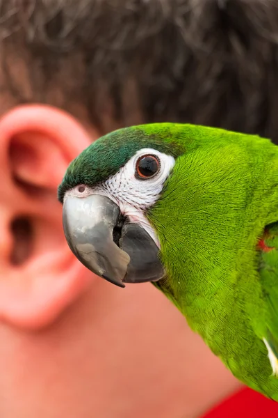 Παπαγάλος και το ανθρώπινο αυτί — Φωτογραφία Αρχείου