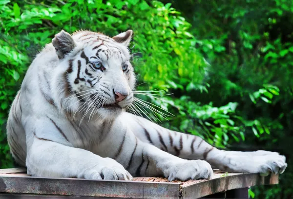 Weißer Tiger ruht — Stockfoto