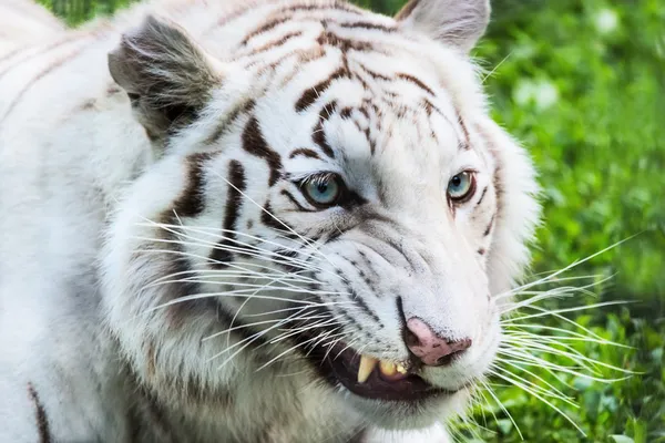 White tiger bared teeth — Stock Photo, Image