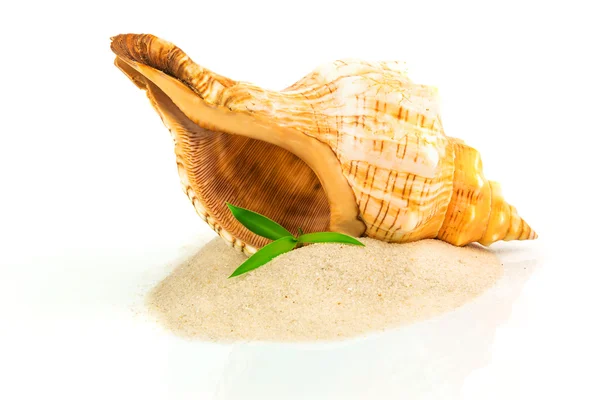 Spa concept with seashell and bamboo — Stock Photo, Image