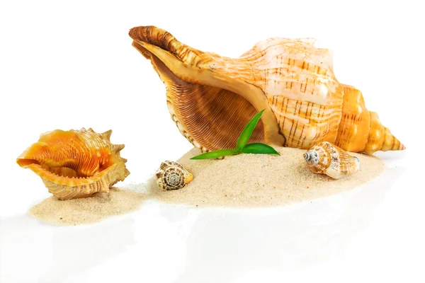 Spa concept with seashells and bamboo — Stock Photo, Image