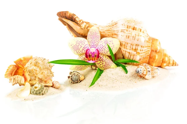 Concepto de spa con conchas marinas, bambú y orquídea — Foto de Stock