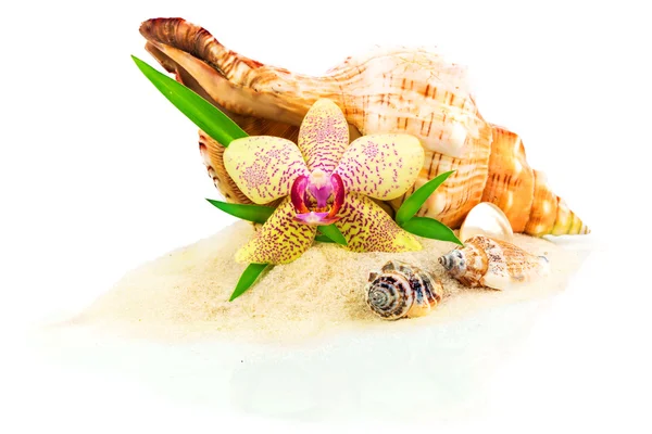 Seashells, bamboo and orchid — Stock Photo, Image