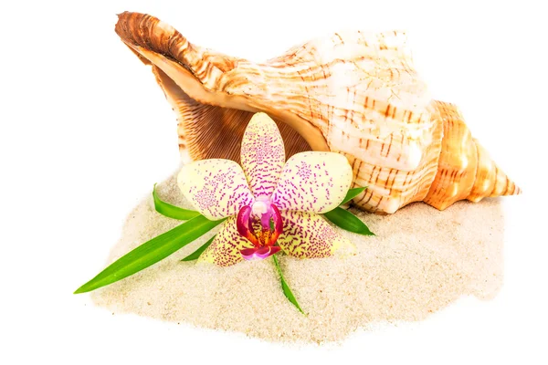 Seashell, bambu och orkidé på sanden — Stockfoto