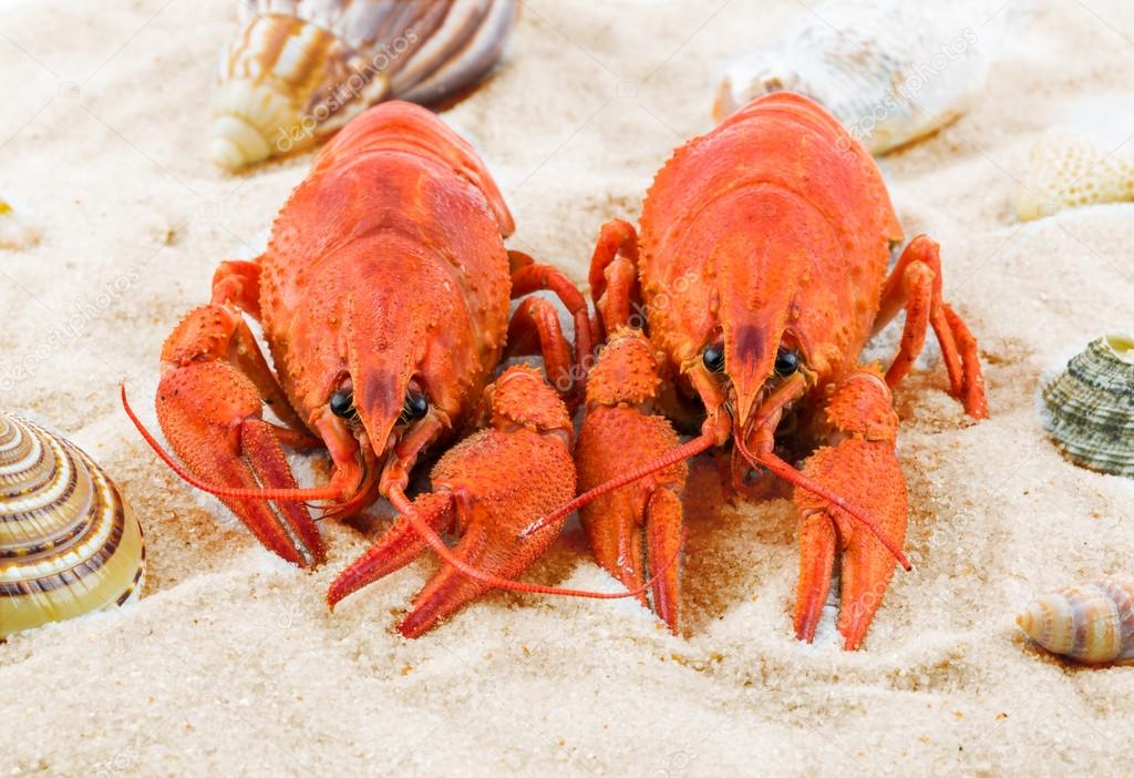Two red lobsters on a sandy beach
