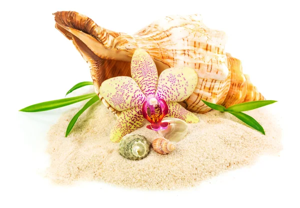 Shells on sand with flower and bamboo — Stock Photo, Image