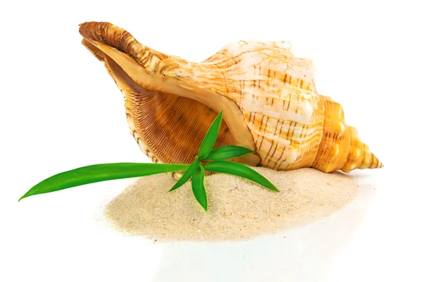 Shell on sand with bamboo — Stock Photo, Image