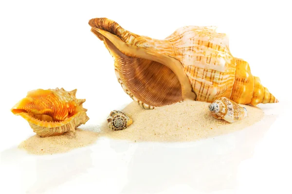 Concepto de spa con conchas marinas — Foto de Stock