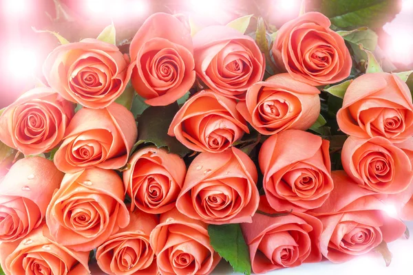 太阳黑子的粉红色玫瑰花 — 图库照片