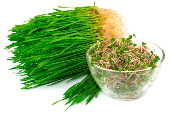 Wheat germ with radish germ on plate — Stock Photo, Image