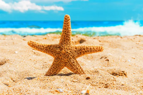 Starfish in the sand at the beach — Stock Photo, Image