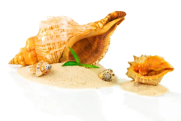 Concepto de spa con conchas marinas y bambú — Foto de Stock