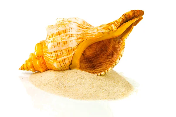 Shell on sand — Stock Photo, Image