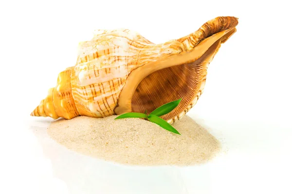 Spa concept with seashell and bamboo — Stock Photo, Image