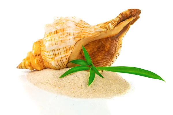 Shell on sand with bamboo — Stock Photo, Image