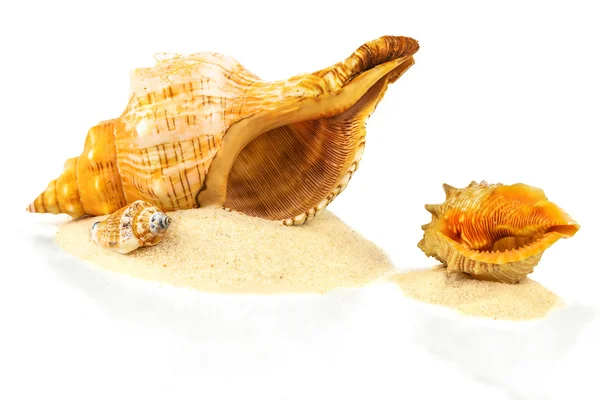 Shells on sand — Stock Photo, Image