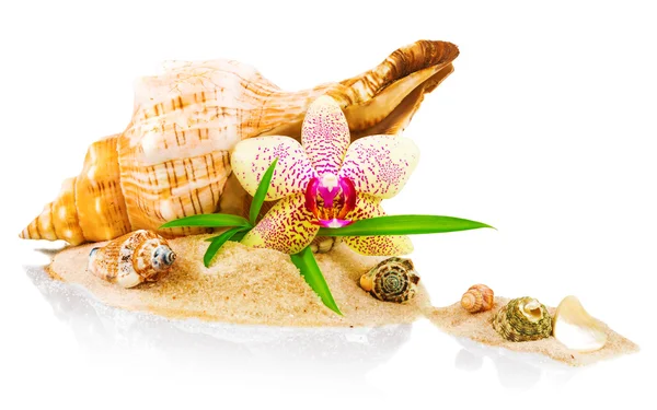 Concepto de spa con concha y orquídea — Foto de Stock