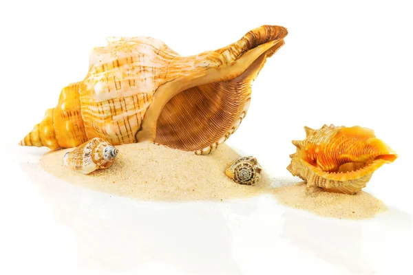 Spa concept with seashells — Stock Photo, Image