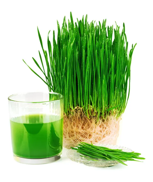 Wheatgrass juice with sprouted wheat on the plate — Stock Photo, Image