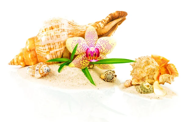 Concetto Spa con conchiglie, bambù e orchidee — Foto Stock