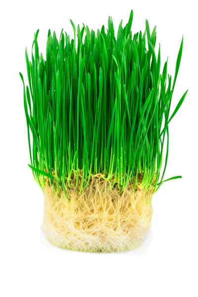 Wheat sprouts — Stock Photo, Image