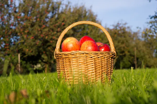 Canasta de manzanas —  Fotos de Stock