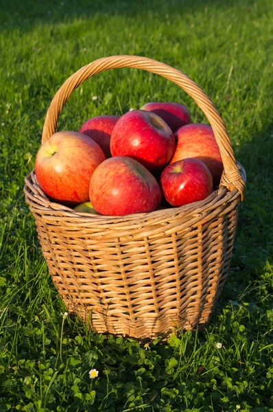 Canasta de manzanas —  Fotos de Stock