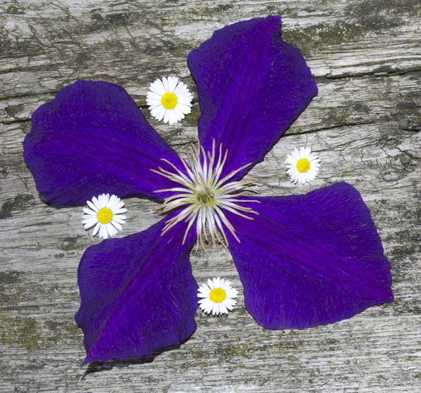 Цветок клематиса — стоковое фото