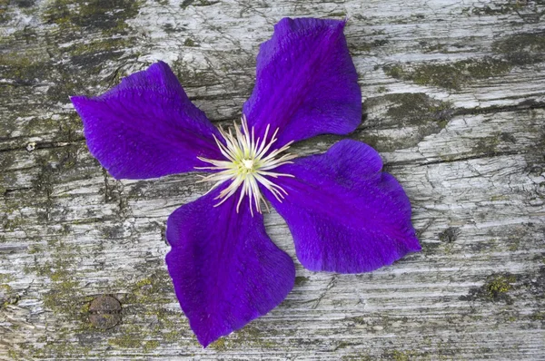 Flor de clematis — Fotografia de Stock